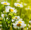 Chamomile German (Egypt)(15% Essential oil in Jojoba oil)