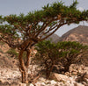Frankincense Organic Essential Oil