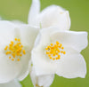 Jasmine Absolute (10% Essential oil in Jojoba)