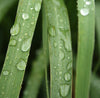 Lemongrass Organic Essential Oil