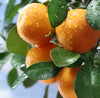 Mandarin Essential Oil