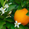 Neroli (10% Essential oil in Jojoba)