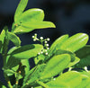 Ravensara Organic Essential Oil