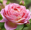 Rose Absolute (10% Essential oil in Jojoba)