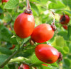 Organic Rose Hip Seed Oil