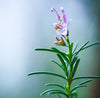 Rosemary Organic Essential Oil