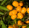 Sea Buckthorn Carrier Oil (CO2 Extracted)
