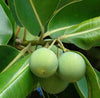 Tamanu Oil