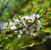 Tea Tree Organic Essential Oil