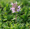 Thyme Organic Essential Oil