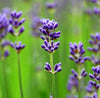 Lavender Essential Oil (Bulgarian)