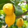 Lemon Organic Essential Oil