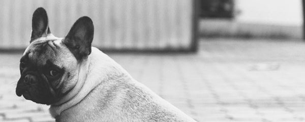 Organic Pet Care Products