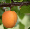 Apricot Kernel Carrier Oil