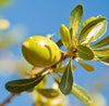 Argan Oil