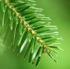 Fir Needle Essential Oil