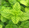 Melissa  (10% Essential oil in Jojoba)