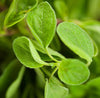 Oregano Organic Essential Oil