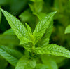 Peppermint Organic Essential Oil
