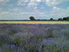 Lavender Organic Essential Oil (French)