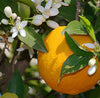 Orange Organic Essential Oil